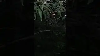 GANG Stalking Tree  Action