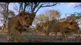 UNBELIEVABLE!!     World's Deadliest - Lion Cubs vs. Baboon Amazing!!! - HD