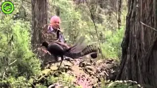 Dikke BMW vogel
