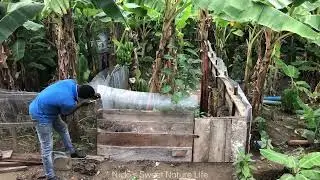 Snail Farm..Timelapse of farm extension in banana plantation #natural inhabitants