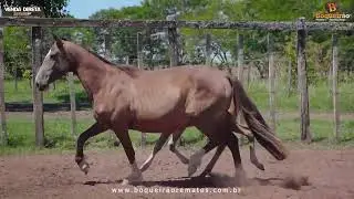 LOTE 07.2 - OPERA DA MARCA JÓTA - VENDA DIRETA DE EQUINOS BOQUEIRÃO REMATES - 2026