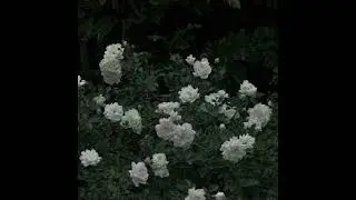 ضل يجري دمع العين-بطيء- #باسم_الكربلائي