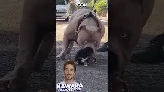 Imponente perro guardi&aacute;n conoce a su hermano.