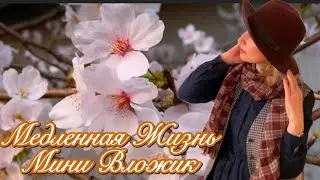 Сакура в Японии. Релакс.Медленная жизнь-Выходные./. Slow life