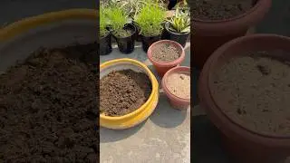 How to make ideal potting soil for Adenium ✅ #divinegarden98 #adeniumcare #bonsai