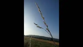 Sérénité sur la Meuse : Quand le Temps s’Arrête