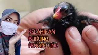 KELAHIRAN BURUNG MANDAR