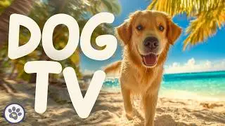 Dog Walk TV - Home Alone Anxiety Relief 🐶🌴