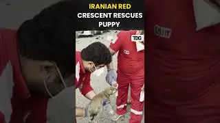 #watch | Iranian Red Crescent rescues puppy from Bandar Abbas explosion debris #viral #shorts