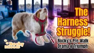 [Part 1] Most Dogs Get Excited for Walks&hellip; But Not Rocky 😬