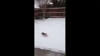 Texas Dog Enjoying the Snow