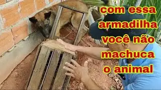 Armadilha para capturar os predadores no galinheiro sem machucar os animais fácil e funcional