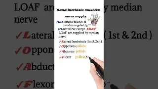 hand intrinsic muscles nerve supply