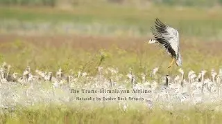 The Trans - Himalayan Airline - Naturally by Evolve Back Resorts