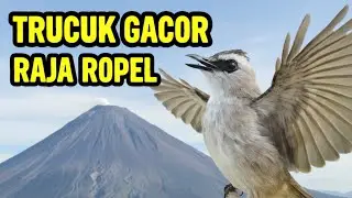 🔴PANCINGAN TRUCUK AGAR NGROPEL & GARUDA✅