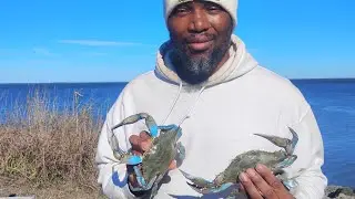 🦀🦀Прекрасные голубые крабы на озере Маттамускит, Северная Каролина