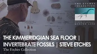 THE KIMMERIDGIAN SEA FLOOR | INVERTEBRATE FOSSILS | STEVE ETCHES