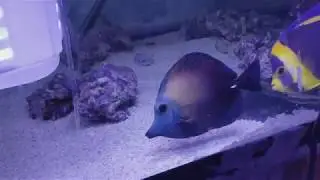 Koi Scopas Tang $949 - Jakarta