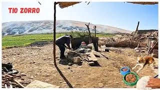 lleve comida para los perros y gatos (limpiamos la casa) Tío zorro