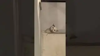 it's fun for the cat🐈 #azikboom #cat #funny #tiktok #catshorts #catvideos #funnyvideo