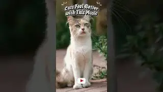 Cats Feel Better with This Music. #catshorts #cat #channelrelaksasi #catmusic #catlovers #catviral