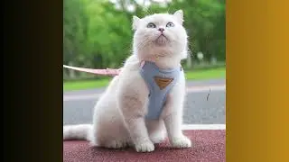 Cat Puppy Outdoor Walking Supplies Fashion Pet Harness and Leash Set for Small Dogs Cats Breathable