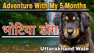Bhotia Puppy&rsquo;s First Waterfall Adventure in Uttarakhand #गद्दिकुत्ता Uttarakhand Wale