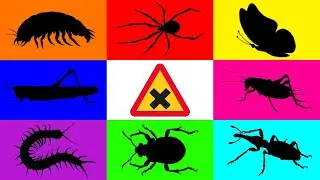 Insect: Isopoda, Centipede, Spider, Butterfly, Weevil, Cricket, Sugar Glider, Beetle, Moss Katydid