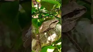 July 3, 2022 flying frog 🐸