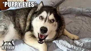 Husky Sneaks in My Mum&rsquo;s Room And Swears at Her!