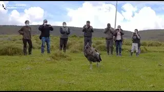 Chakana marcación condor 17