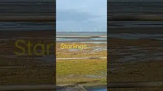 Hoylake...