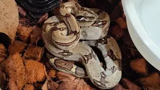 Orion the Boa Constrictor Longicauda