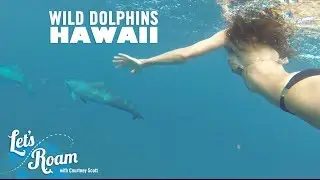 Things to do in Oahu - Swimming with Wild Dolphins