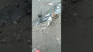 mbosso Jr feeding  roaster #chicken #roaster #treding #birds #shortvideo #walking #urban #music