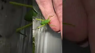 Baby GIANT Hooded Katydids have arrived! 🎉 #insects #katydid #giantinsects