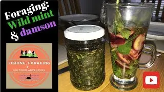 FORAGING FOR WILD MINT - Making mint sauce and mint & damson tea.
