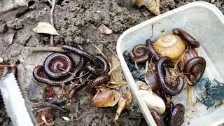 Iwalk around catching insects in the forest#insect#millipedes#