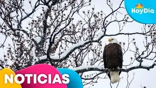 EN VIVO: Tormenta invernal azota el noreste de EE.UU.