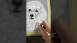 White Poodle pastel pet portrait