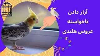 عروس هلندی از چه چیزهایی بدش میاد ؟ cockatiel