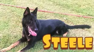 K9 Steele Narcotic Detection Training