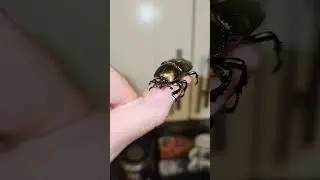 Rainbow Stag Beetle Female #stagbeetle #rainbow #beetles