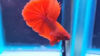 Fancy Fighters at The Aquatic Design Centre