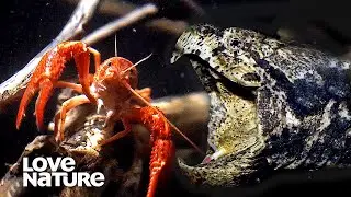 Alligator Snapping Turtle Lures Crayfish Into Deadly Trap | Love Nature