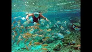 Sunscape  Resort Snorkel Curacao