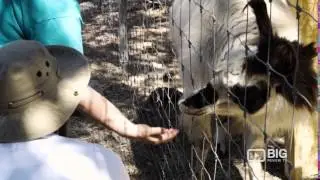 Austin Zoo for Animal Shelter, Animal Rescue and Animal Sanctuary