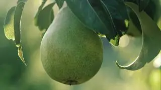 Hand-Picked: The Perfect Pear Growing Environment I USA Pears