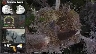 🦅Yesterday at SuperBeaks | Jan 13, 2026-Nice catfish for break-fish🐟& some Mira & Zeagle close-ups👀