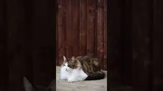 Cat Walk #kittenmagic